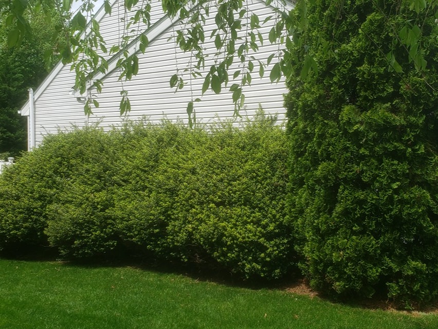 MR. TAPIA LANDSCAPING