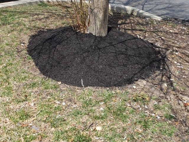 MR. TAPIA LANDSCAPING