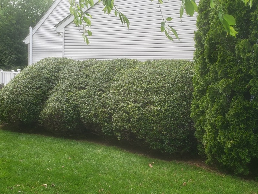 MR. TAPIA LANDSCAPING