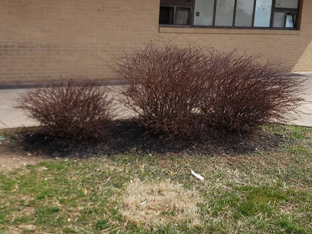 MR. TAPIA LANDSCAPING