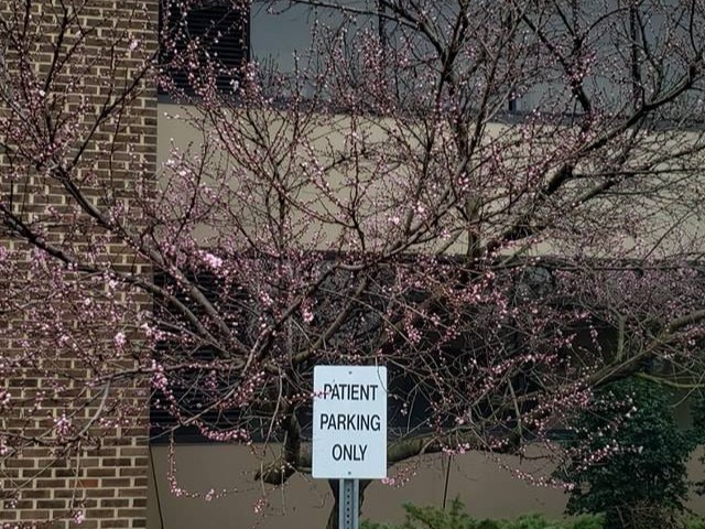 MR. TAPIA LANDSCAPING