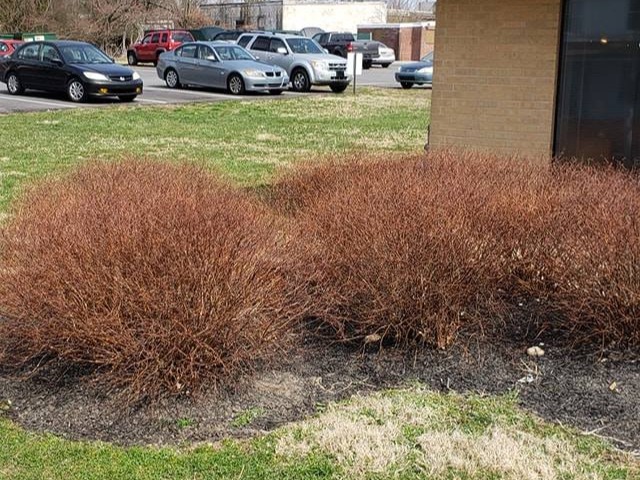 MR. TAPIA LANDSCAPING