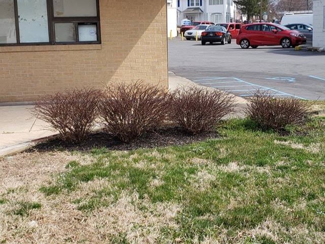 MR. TAPIA LANDSCAPING